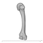 NH MER35 138 Gorilla gorilla gorilla metacarpal second left ulnar