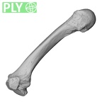 NH MER35 138 Gorilla gorilla gorilla metacarpal second left ply