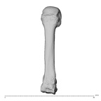 NH MER35 138 Gorilla gorilla gorilla metacarpal third left dorsal
