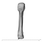 NH MER35 138 Gorilla gorilla gorilla metacarpal third left palmar