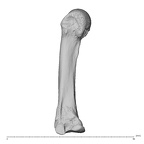 NH MER35 138 Gorilla gorilla gorilla metacarpal third left radial