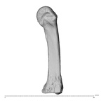 NH MER35 138 Gorilla gorilla gorilla metacarpal third left ulnar