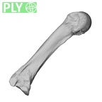 NH MER35 138 Gorilla gorilla gorilla metacarpal third left ply