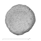 NH MER35 141 Gorilla gorilla ssp. hand phalanx proximal epiphysis proximal