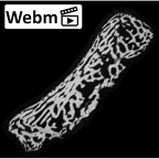 NH MER35 141 Gorilla gorilla ssp. hand phalanx proximal epiphysis ct stack movie