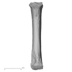NH MER35 141 Gorilla gorilla ssp. metacarpal third left palmar