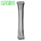 NH MER35 141 Gorilla gorilla ssp. metacarpal third left ply