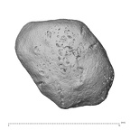 NH MER35 169 Gorilla gorilla ssp. carpal view 1