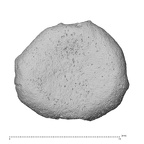 NH MER35 169 Gorilla gorilla ssp. hand phalanx proximal epiphysis proximal