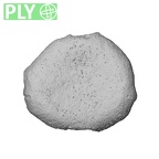 NH MER35 169 Gorilla gorilla ssp. hand phalanx proximal epiphysis ply