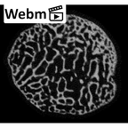 NH MER35 169 Gorilla gorilla ssp. hand phalanx proximal epiphysis ct stack movie