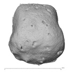 NH MER35 169 Gorilla gorilla ssp. metacarpal distal