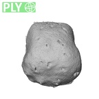 NH MER35 169 Gorilla gorilla ssp. metacarpal ply