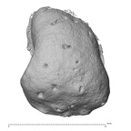 NH MER35 169 Gorilla gorilla ssp. metacarpal distal