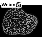 NH MER35 169 Gorilla gorilla ssp. metacarpal ct stack movie