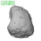NH MER35 169 Gorilla gorilla ssp. metacarpal ply