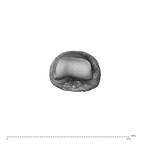 NH MER35 174 Gorilla gorilla gorilla hand phalanx fifth middle right distal
