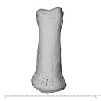 NH MER35 174 Gorilla gorilla gorilla hand phalanx fifth middle right dorsal