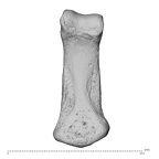 NH MER35 174 Gorilla gorilla gorilla hand phalanx fifth middle right palmar