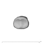 NH MER35 174 Gorilla gorilla gorilla hand phalanx fifth middle right proximal