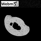NH MER35 174 Gorilla gorilla gorilla hand phalanx fifth middle right ct stack movie