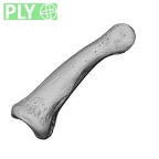 NH MER35 174 Gorilla gorilla gorilla hand phalanx fifth middle right ply