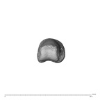 NH MER35 174 Gorilla gorilla gorilla hand phalanx fifth proximal right distal