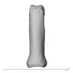 NH MER35 174 Gorilla gorilla gorilla hand phalanx fifth proximal right dorsal