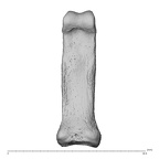 NH MER35 174 Gorilla gorilla gorilla hand phalanx fifth proximal right palmar