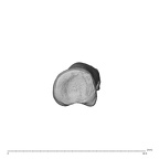 NH MER35 174 Gorilla gorilla gorilla hand phalanx fifth proximal right proximal