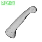 NH MER35 174 Gorilla gorilla gorilla hand phalanx fifth proximal right ply