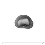 NH MER35 174 Gorilla gorilla gorilla hand phalanx first proximal right distal