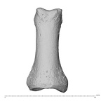 NH MER35 174 Gorilla gorilla gorilla hand phalanx first proximal right dorsal