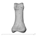 NH MER35 174 Gorilla gorilla gorilla hand phalanx first proximal right palmar