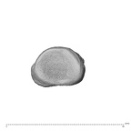 NH MER35 174 Gorilla gorilla gorilla hand phalanx first proximal right proximal