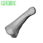 NH MER35 174 Gorilla gorilla gorilla hand phalanx first proximal right ply