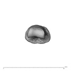 NH MER35 174 Gorilla gorilla gorilla hand phalanx fourth middle right distal