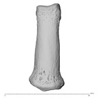 NH MER35 174 Gorilla gorilla gorilla hand phalanx fourth middle right dorsal