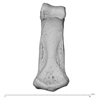 NH MER35 174 Gorilla gorilla gorilla hand phalanx fourth middle right palmar