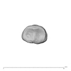 NH MER35 174 Gorilla gorilla gorilla hand phalanx fourth middle right proximal