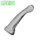 NH MER35 174 Gorilla gorilla gorilla hand phalanx fourth middle right ply