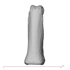 NH MER35 174 Gorilla gorilla gorilla hand phalanx fourth proximal right dorsal