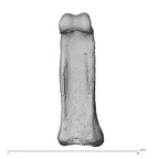 NH MER35 174 Gorilla gorilla gorilla hand phalanx fourth proximal right palmar