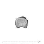 NH MER35 174 Gorilla gorilla gorilla hand phalanx fourth proximal right proximal