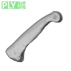 NH MER35 174 Gorilla gorilla gorilla hand phalanx fourth proximal right ply