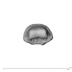NH MER35 174 Gorilla gorilla gorilla hand phalanx second middle right distal