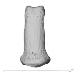 NH MER35 174 Gorilla gorilla gorilla hand phalanx second middle right dorsal