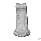 NH MER35 174 Gorilla gorilla gorilla hand phalanx second middle right palmar