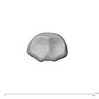 NH MER35 174 Gorilla gorilla gorilla hand phalanx second middle right proximal