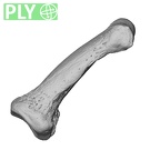 NH MER35 174 Gorilla gorilla gorilla hand phalanx second middle right ply